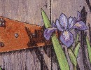 blue iris detail